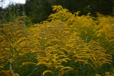 Solidago ya da altın rengi virgaurea çiçekli sarı bitki