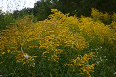 Solidago ya da altın rengi virgaurea çiçekli sarı bitki