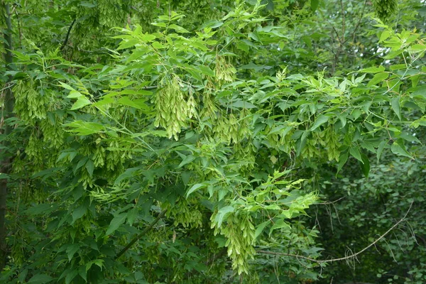 Folhas Verdes Frutas Aladas Uma Árvore Acer Negundo Box Elder — Fotografia de Stock