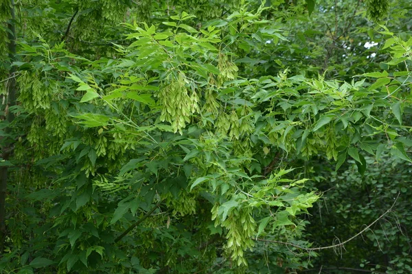 Zelené Listy Okřídlené Plody Stromu Acer Negundo Box Elder Nebo — Stock fotografie