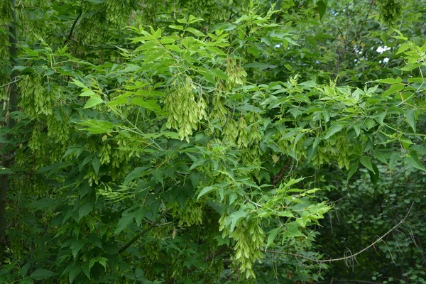 黑醋栗树的绿叶和有翅的果实 盒状接骨木或Ashleaf枫树 黑醋栗枝条 — 图库照片