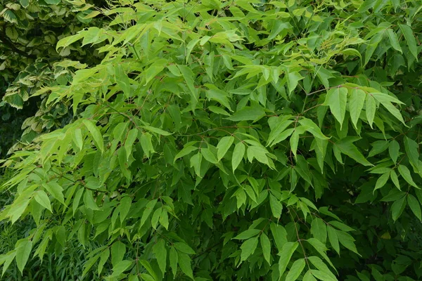 黑醋栗树的绿叶和有翅的果实 盒状接骨木或Ashleaf枫树 黑醋栗枝条 — 图库照片