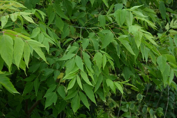 Green Leaves Winged Fruit Acer Negundo Tree Box Elder Ashleaf — Stock Photo, Image