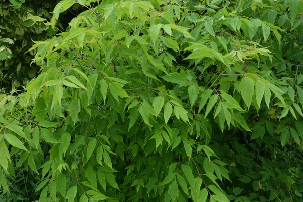 Green Leaves Winged Fruit Acer Negundo Tree Box Elder Ashleaf — Stock Photo, Image