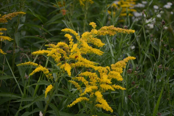 Solidago Oder Goldrute Virgaurea Gelbe Pflanze Mit Blüten — Stockfoto