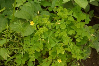 Oxalis stricta, yaygın sarı odunsu, yaygın sarı oksalis, dik sarı sorrel, limon yoncası, ya da daha belirsiz ve gayri resmi olarak çim veya turşu bitkisi olarak adlandırılır. Bitki, yabani otlar.