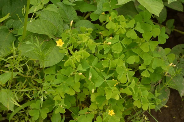 Oxalis Stricta Yang Disebut Woodsorrel Kuning Umum Oxalis Kuning Umum — Stok Foto