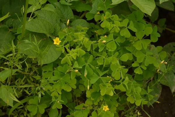 Oxalis Stricta Yang Disebut Woodsorrel Kuning Umum Oxalis Kuning Umum — Stok Foto