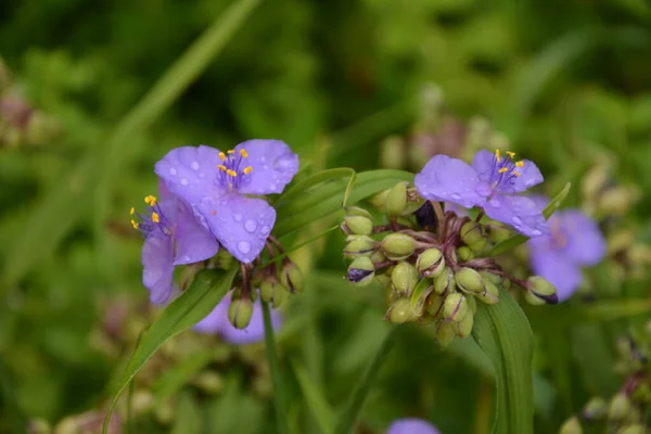 Tradescantia Zbliżenie Strzał Lasie Fioletowe Kwiaty Trzypłatkowe Pająka Tradescantia Virginiana — Zdjęcie stockowe