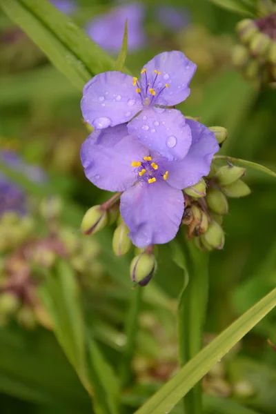 Фиолетовые Трехлепестковые Цветки Многолетнего Травянистого Растения Паука Tradescantia Virginiana — стоковое фото