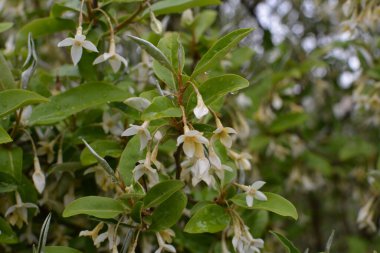 Yumuşak makro odak noktası Elaeagnus umbellata 'nın narin küçük çiçekleri. Bu çiçek açan bitkinin bahar mucizesi. Seçici odaklanma. Tasarım için doğa konsepti