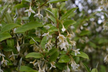 Yumuşak makro odak noktası Elaeagnus umbellata 'nın narin küçük çiçekleri. Bu çiçek açan bitkinin bahar mucizesi. Seçici odaklanma. Tasarım için doğa konsepti
