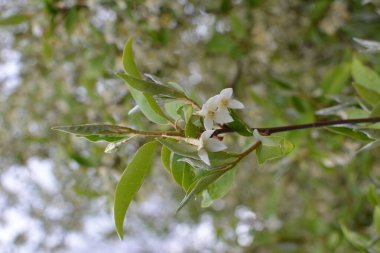 Yumuşak makro odak noktası Elaeagnus umbellata 'nın narin küçük çiçekleri. Bu çiçek açan bitkinin bahar mucizesi. Seçici odaklanma. Tasarım için doğa konsepti