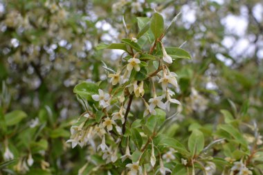 Yumuşak makro odak noktası Elaeagnus umbellata 'nın narin küçük çiçekleri. Bu çiçek açan bitkinin bahar mucizesi. Seçici odaklanma. Tasarım için doğa konsepti