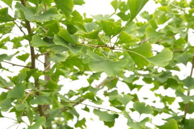 Ginkgo ağacı (Ginkgo biloba), ginkgo veya gingko olarak da bilinir. Canlı yeşil ginkgo biloba yapraklarını (Yin Xing) kapatın. Doğal bitki örtüsü. Ying yang sembolü