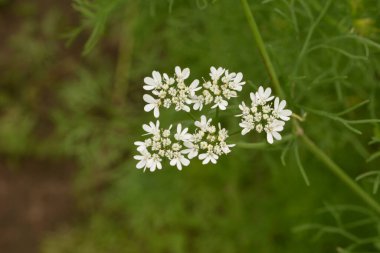 Kişniş tarlasında çiçek açan kişniş çiçeği. Çiçek açan kişniş çiçeği (Coriandrum sativum) beyaz pembe çiçeklerle. Bitki bahçesinde çiçek açan Cilantro çiçekleri.