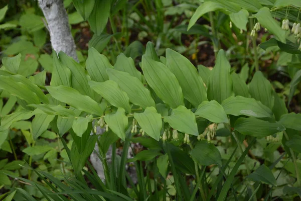Polygonatum Odoratum Polygonatum Officinale Λευκά Άνθη Δάσους Άνθιση Άνοιξη Άγριο — Φωτογραφία Αρχείου
