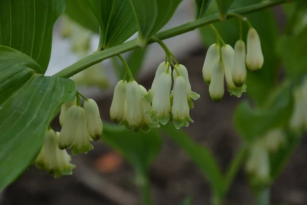 Polygonatum Odoratum Polygonatum Officinale Białe Kwiaty Leśne Rozkwicie Wiosna Dzika — Zdjęcie stockowe