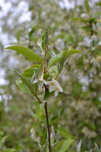 Suave Macro Foco Delicadas Pequeñas Flores Elaeagnus Umbellata Milagro Primavera —  Fotos de Stock