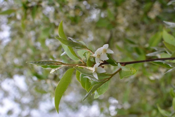 Suave Macro Foco Delicadas Pequeñas Flores Elaeagnus Umbellata Milagro Primavera —  Fotos de Stock