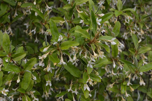 Suave Macro Foco Delicadas Pequeñas Flores Elaeagnus Umbellata Milagro Primavera — Foto de Stock