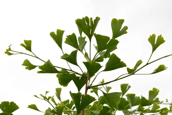 Ginkgo tree (Ginkgo biloba), also known as the ginkgo or gingko.Close up of fresh vibrant green ginkgo biloba leaves (Yin Xing). Natural foliage background. Ying yang symbol