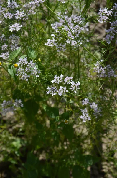 科连德花在科连德田里盛开 开科连德花 Coriandrum Sativum 开白色粉红花 在草木花园里盛开的西兰花 — 图库照片