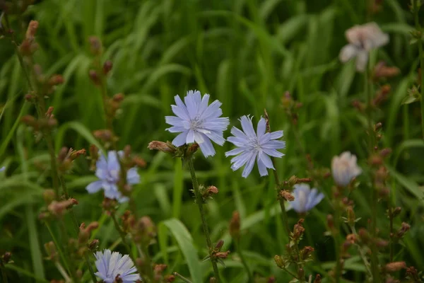 Niebieska Cykoria Kwiaty Cykoria Dzikie Kwiaty Polu Niebieski Kwiat Naturalnym — Zdjęcie stockowe