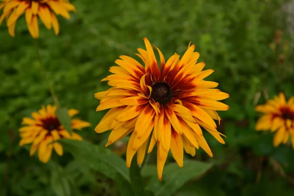 Квітка Rudbeckia Fulgida Помаранчева Хвойна Або Багаторічна Хвойна Rudbeckia Hirta — стокове фото