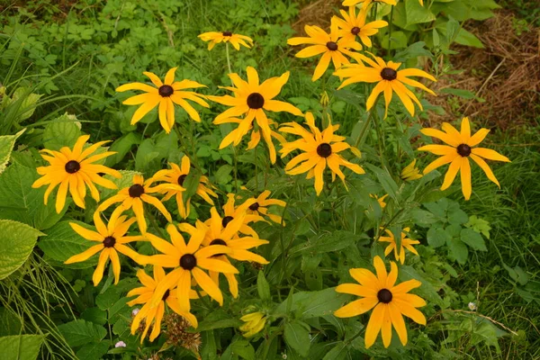 Kwiat Rudbeckia Fulgida Stożek Pomarańczowy Lub Wieloletni Coneflower Rudbeckia Hirta — Zdjęcie stockowe