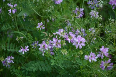 Securigera (Coronilla) varia çiçekleri. Mor kaplama.