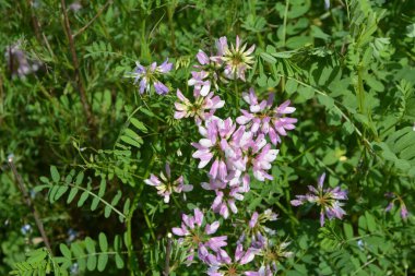 Securigera (Coronilla) varia çiçekleri. Mor kaplama.