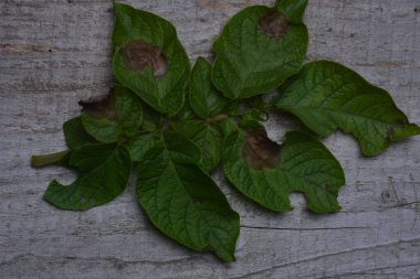 Potato plant has got ill with Phytophthora (Phytophthora Infestans). Potato plant has got sick by late blight, agriculture clipart