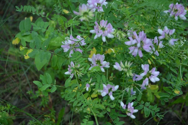 セキゲラ コロニラ 変種の花 紫色の王冠ベッチ — ストック写真