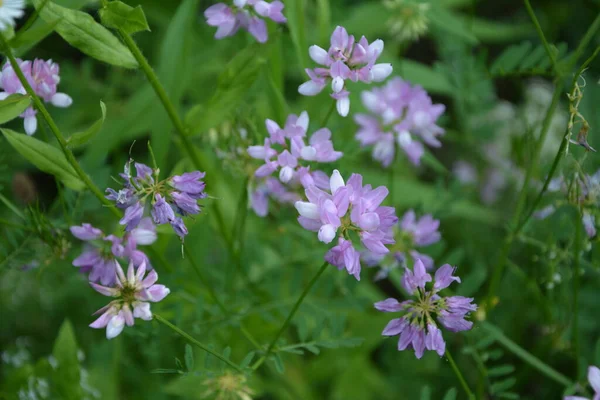 Coronilla 变种花 紫色冠脉 — 图库照片