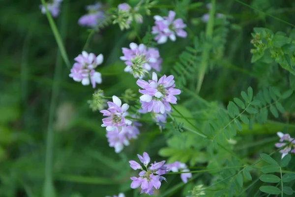 Coronilla 变种花 紫色冠脉 — 图库照片