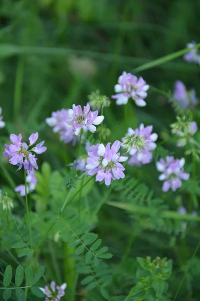 Securigera Coronilla Fiori Vari Veccia Corona Viola — Foto Stock