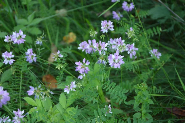 Coronilla 变种花 紫色冠脉 — 图库照片