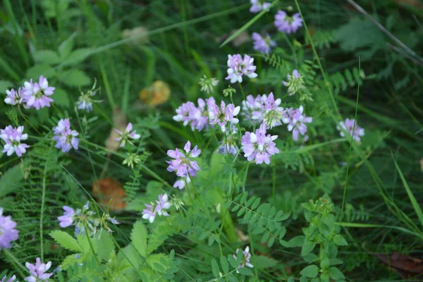 セキゲラ コロニラ 変種の花 紫色の王冠ベッチ — ストック写真