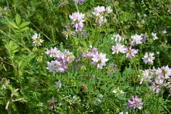 Coronilla 变种花 紫色冠脉 — 图库照片