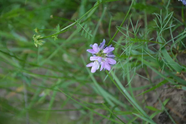 セキゲラ コロニラ 変種の花 紫色の王冠ベッチ — ストック写真