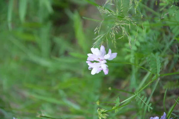 Securigera Coronilla Varia Flores Ervilhaca Coroa Roxa — Fotografia de Stock