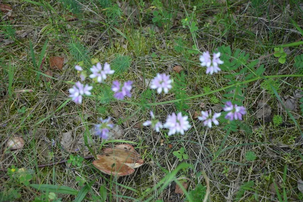 セキゲラ コロニラ 変種の花 紫色の王冠ベッチ — ストック写真