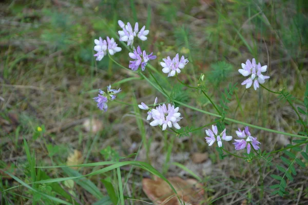 セキゲラ コロニラ 変種の花 紫色の王冠ベッチ — ストック写真