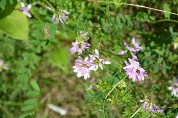 セキゲラ コロニラ 変種の花 紫色の王冠ベッチ — ストック写真