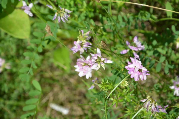 Coronilla 变种花 紫色冠脉 — 图库照片