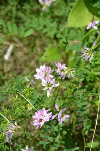 Coronilla 变种花 紫色冠脉 — 图库照片