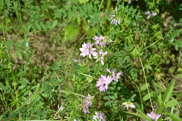 Kwiatów Securigera Coronilla Varia Wyka Fioletowa Korona — Zdjęcie stockowe