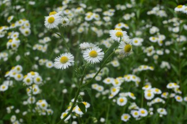 Karşınızda güzel bir Erigeron Annuus çiçek bahçesi. Erigeron Annuus subsp. Strigosus - Yazın vahşi bitki vuruşu.