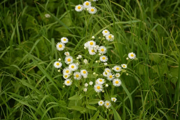 Bemutatva Egy Gyönyörű Erigériai Annuus Virágoskert Erigeron Annuus Subsp Strigosus — Stock Fotó